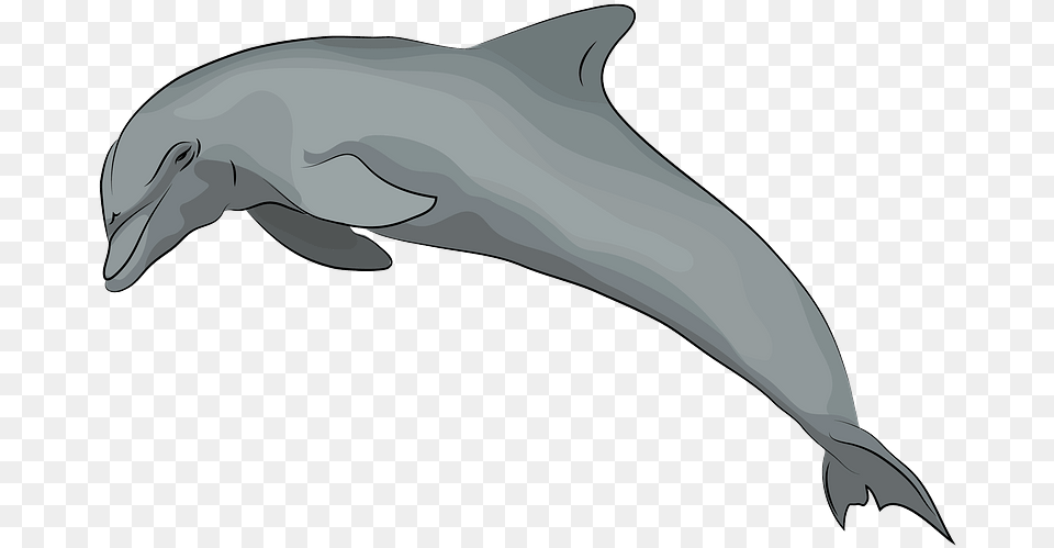 Dolphin Clipart Common Bottlenose Dolphin, Animal, Mammal, Sea Life, Adult Free Png