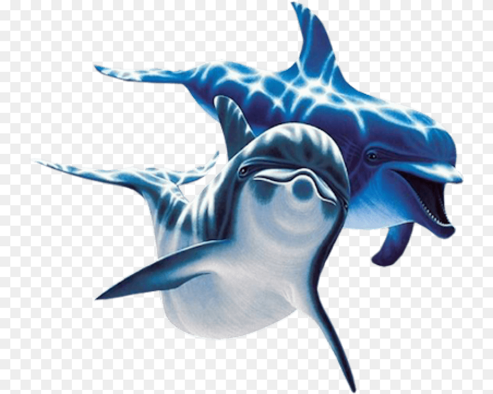 Dolphin Clipart Dolfin Dolphin, Animal, Mammal, Sea Life, Fish Png