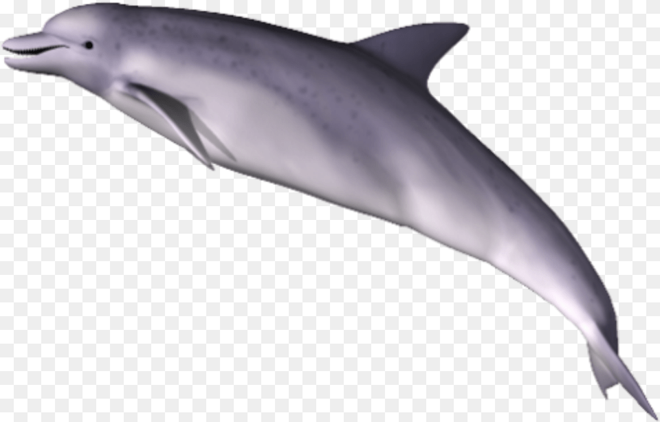 Dolphin Clipart Dolphin, Animal, Mammal, Sea Life, Fish Png Image