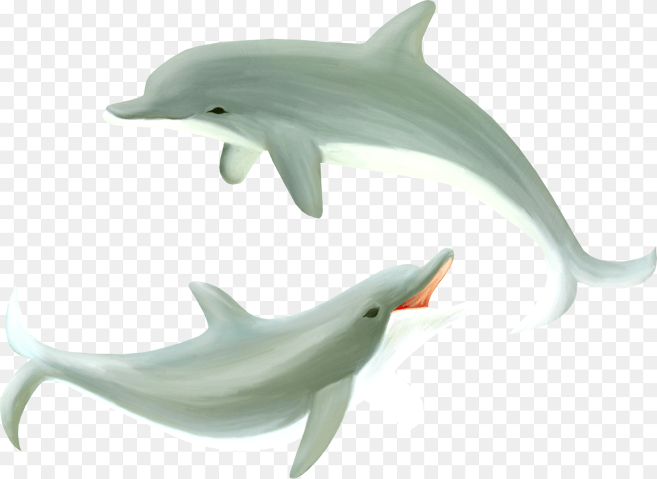 Dolphin Common Bottlenose Dolphin, Animal, Mammal, Sea Life, Fish Free Png