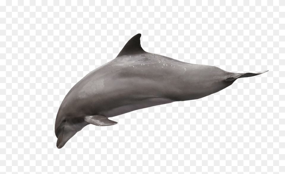 Dolphin Diving, Animal, Mammal, Sea Life, Fish Png