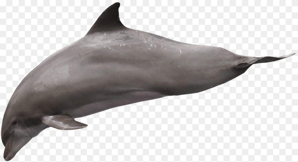 Dolphin Diving Delfin Transparent, Animal, Mammal, Sea Life, Fish Free Png