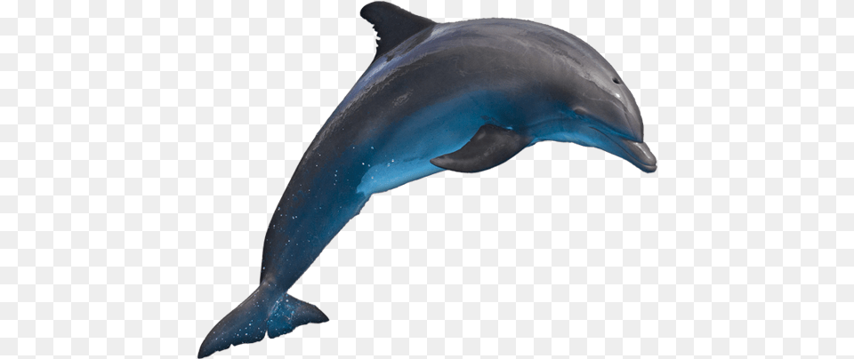 Dolphin Dolfin Hd, Animal, Mammal, Sea Life, Fish Free Transparent Png