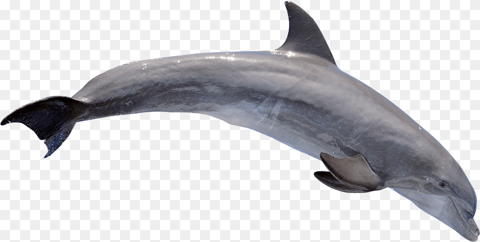 Dolphin Dolphin, Animal, Mammal, Sea Life, Fish Free Transparent Png