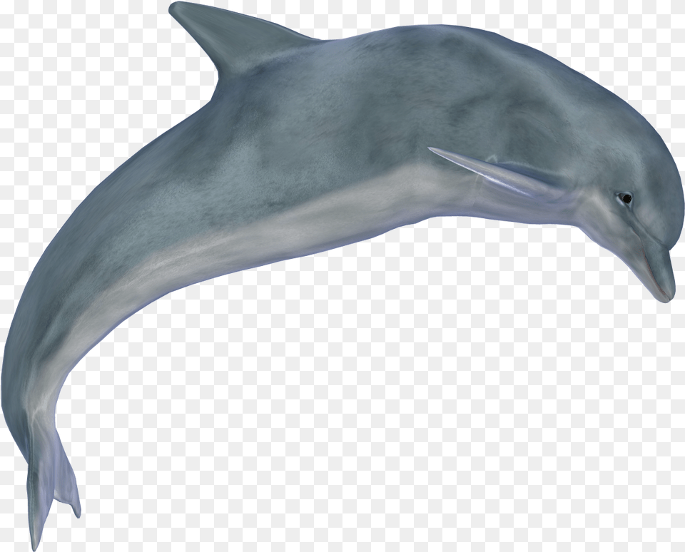 Dolphin Dolphin, Animal, Mammal, Sea Life, Fish Free Png Download