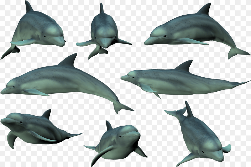 Dolphin Dolphin Tricks Hd, Animal, Mammal, Sea Life, Fish Png