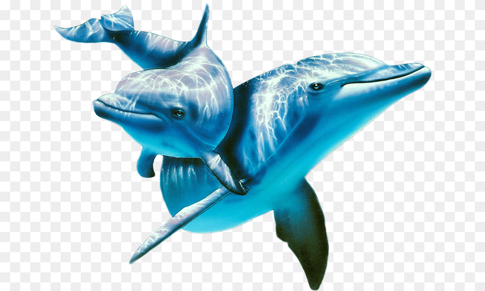 Dolphin Dolphin Underwater, Animal, Mammal, Sea Life, Fish Free Png