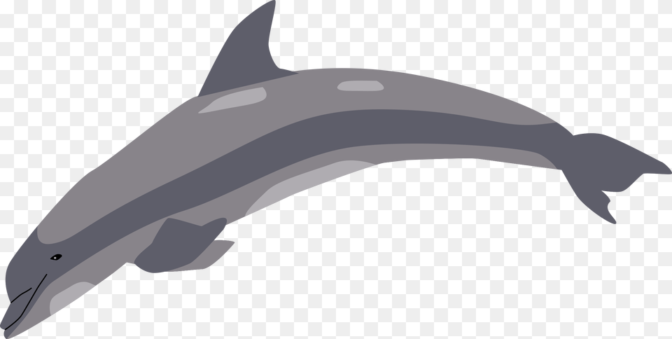 Dolphin Animal, Mammal, Sea Life, Fish Free Png Download