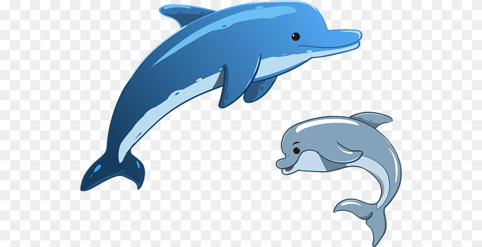 Dolphin Facts 10 Fun Facts About Dolphins Sea Animals Dolphin, Animal, Mammal, Sea Life, Fish Png