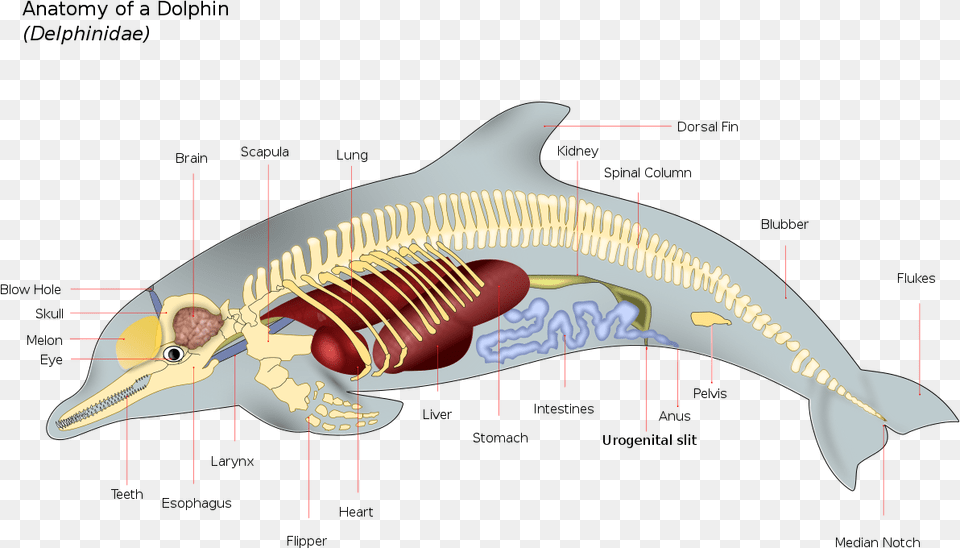 Dolphin Features, Animal, Mammal, Sea Life, Fish Png Image