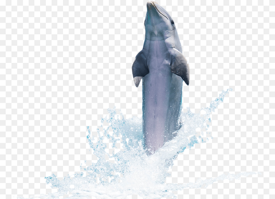 Dolphin Fish Animal Fish Transparent Jumping Fish, Mammal, Sea Life, Shark Png