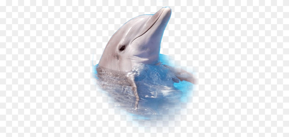 Dolphin Fish Clipart Sea Animals Real Life, Animal, Mammal, Sea Life, Shark Free Png Download