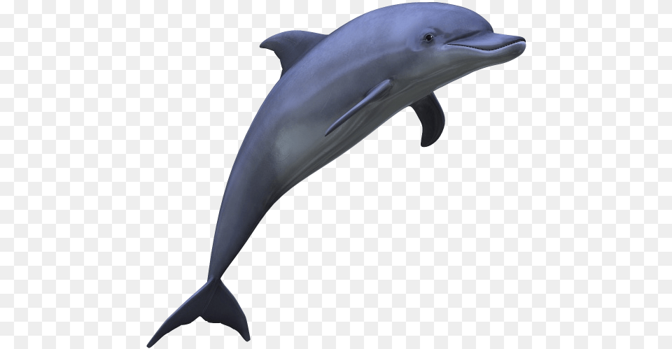Dolphin Image Dolphin, Animal, Mammal, Sea Life, Fish Free Png Download