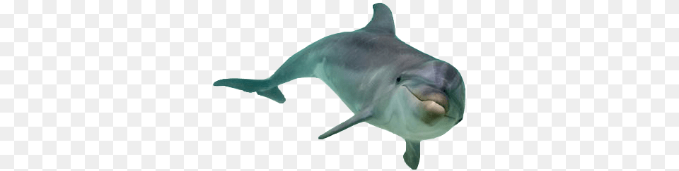 Dolphin Front View, Animal, Mammal, Sea Life, Fish Png Image