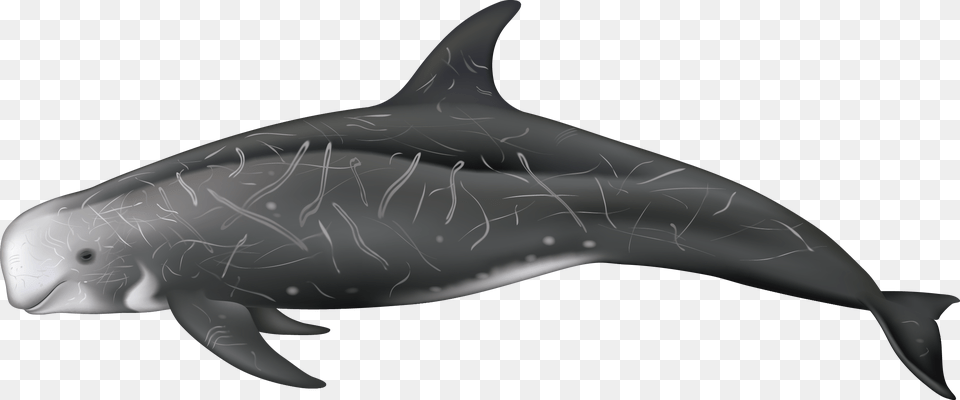 Dolphin Grampus Griseus, Animal, Mammal, Sea Life, Fish Free Transparent Png