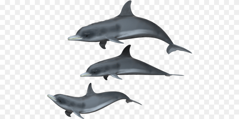 Dolphin Group Transparent Background, Animal, Mammal, Sea Life, Fish Free Png