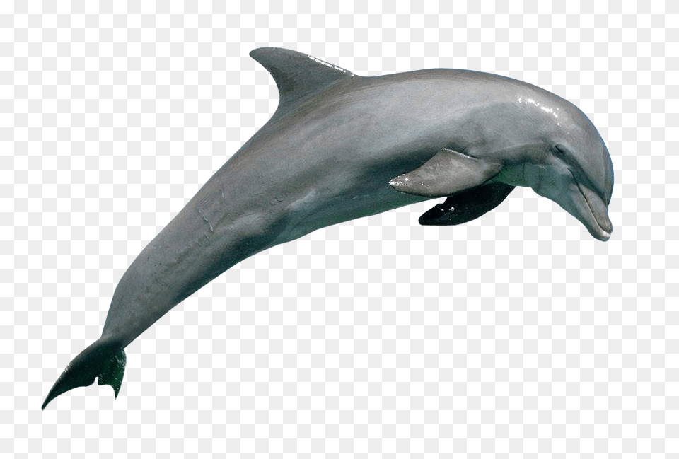 Dolphin Hd Dolphin Hd Images, Animal, Mammal, Sea Life, Fish Free Transparent Png