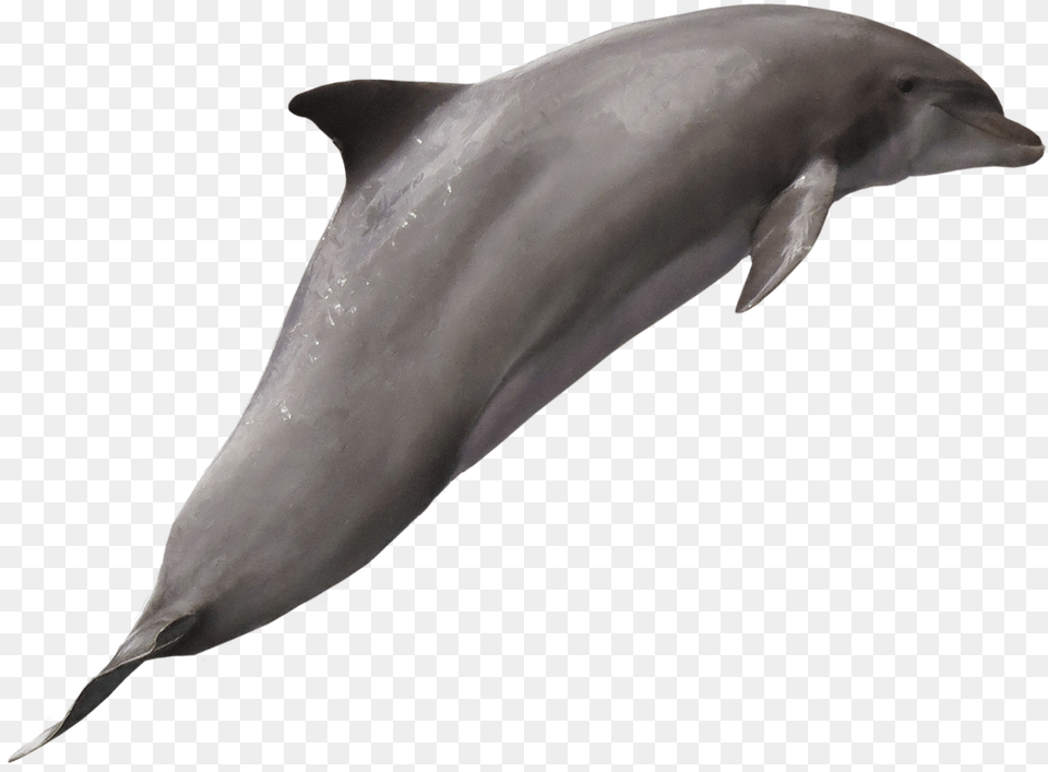 Dolphin Image Bottle Nose Dolphin White Background, Animal, Mammal, Sea Life, Fish Free Transparent Png