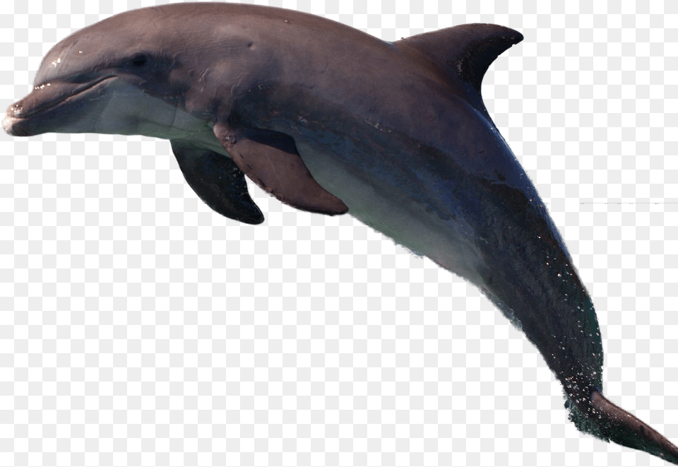 Dolphin Image Common Bottlenose Dolphin, Animal, Mammal, Sea Life, Fish Free Png