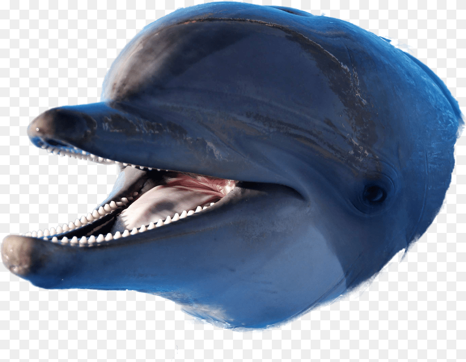 Dolphin Image Dolphin Eh Eh Meme, Animal, Mammal, Sea Life, Fish Png