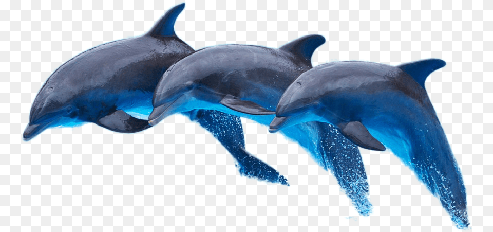 Dolphin Latexfauna, Animal, Mammal, Sea Life, Fish Png Image