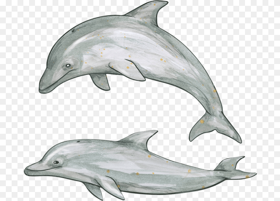 Dolphin Image With Transparent Background, Animal, Mammal, Sea Life, Fish Png