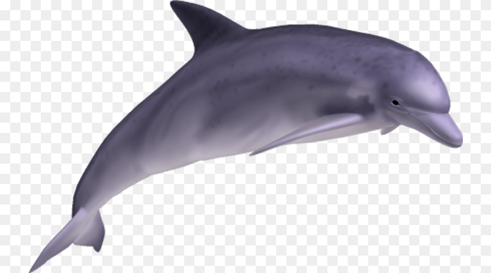 Dolphin Images Dolphin, Animal, Mammal, Sea Life, Fish Free Transparent Png