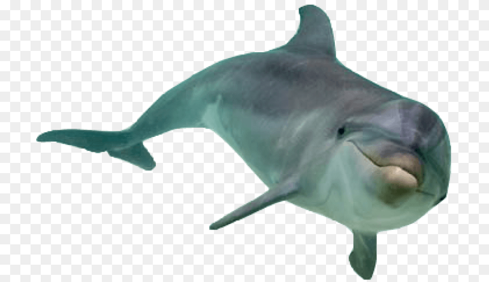 Dolphin Images Transparent Dolphin, Animal, Mammal, Sea Life, Fish Free Png Download