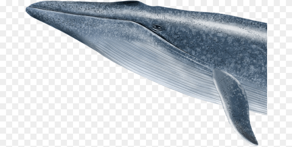 Dolphin Img Blue Whale, Animal, Mammal, Sea Life, Blade Free Png