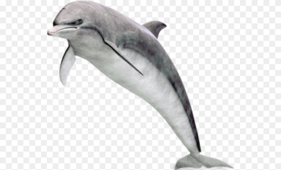 Dolphin Jumping Image Dolphin, Animal, Mammal, Sea Life, Bird Free Transparent Png