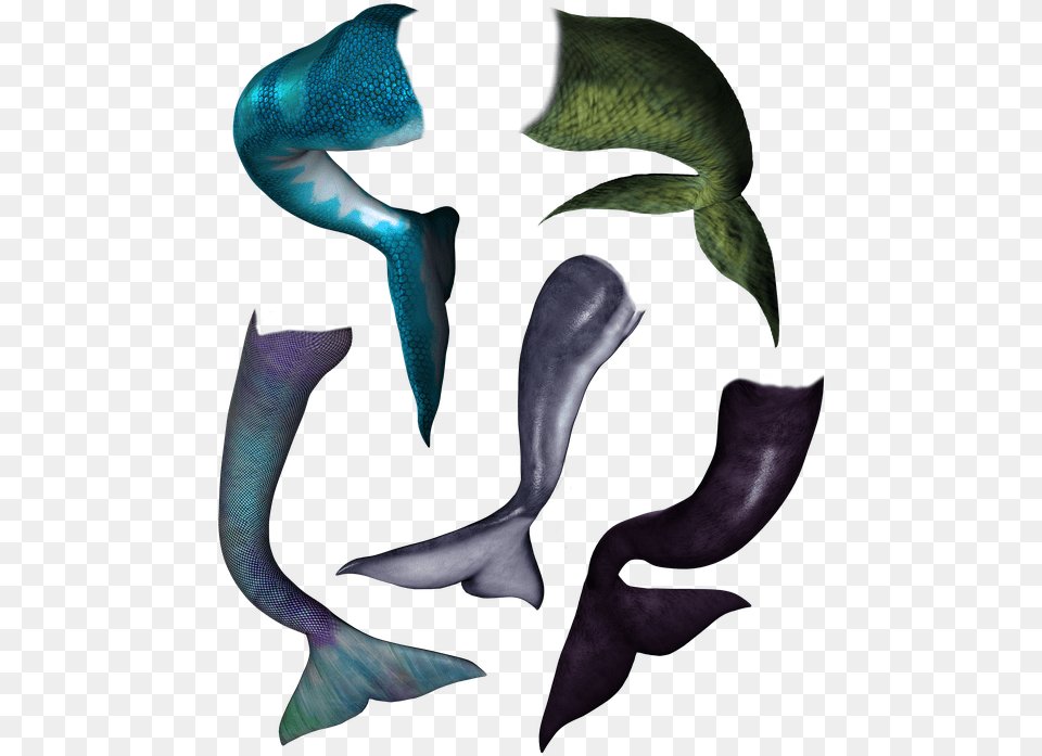 Dolphin Mermaid Tail, Aquatic, Water, Adult, Female Free Transparent Png