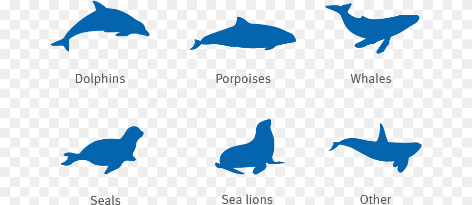 Dolphin Porpoise Whale Seal And Sea Lion Silhouettes, Animal, Mammal, Sea Life, Bird Free Png Download