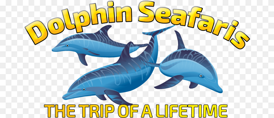 Dolphin Seafaris Transparent, Animal, Mammal, Sea Life, Fish Free Png Download