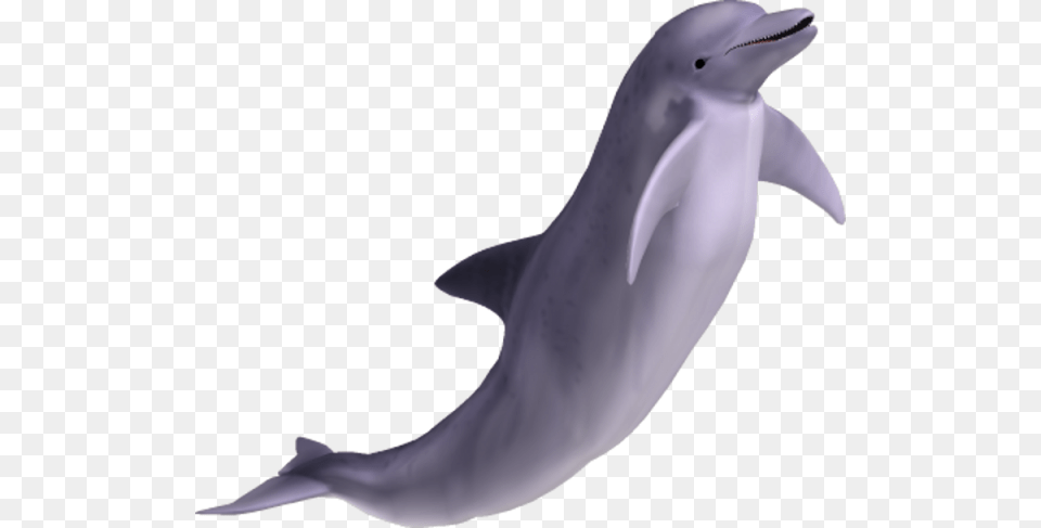 Dolphin Singing Dolphin, Animal, Mammal, Sea Life, Fish Png Image