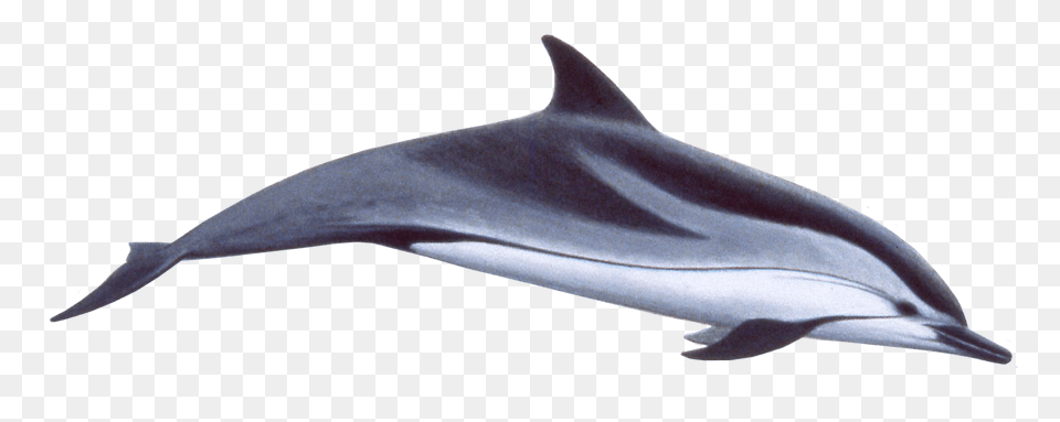 Dolphin Swimming, Animal, Mammal, Sea Life, Fish Free Png