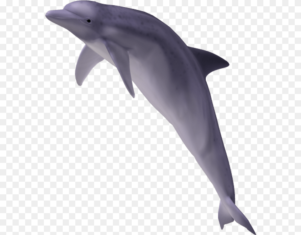 Dolphin Tail For On Mbtskoudsalg Dolphin Transparent, Animal, Mammal, Sea Life, Person Free Png