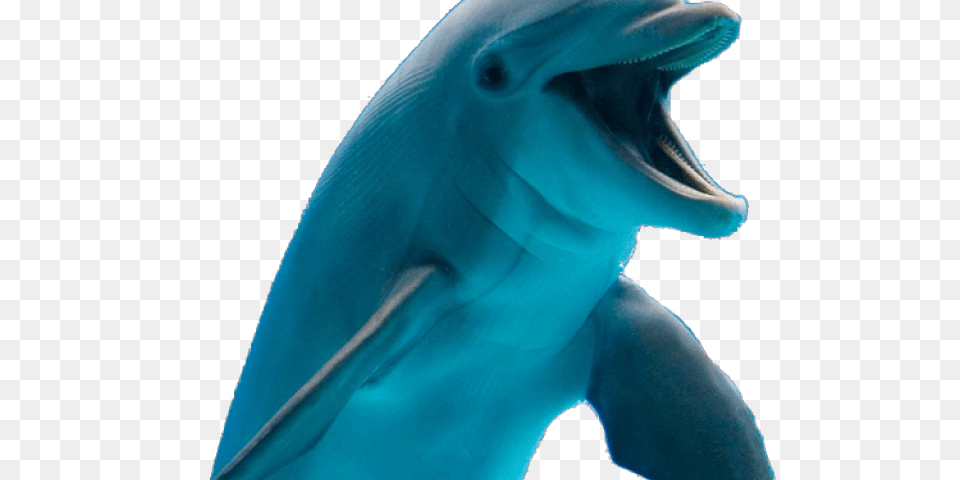 Dolphin Transparent, Animal, Mammal, Sea Life, Fish Free Png