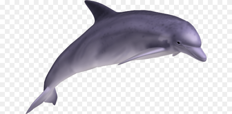 Dolphin Dolphin, Animal, Mammal, Sea Life, Person Free Transparent Png
