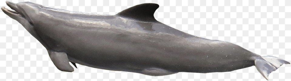 Dolphin Transparent Fish, Animal, Mammal, Sea Life, Shark Free Png Download
