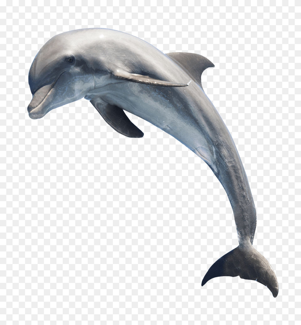 Dolphin Transparent Free Images Only, Animal, Mammal, Sea Life, Fish Png