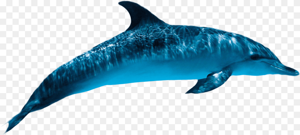Dolphin Transparent Transparent Dolphin, Animal, Mammal, Sea Life, Fish Free Png Download