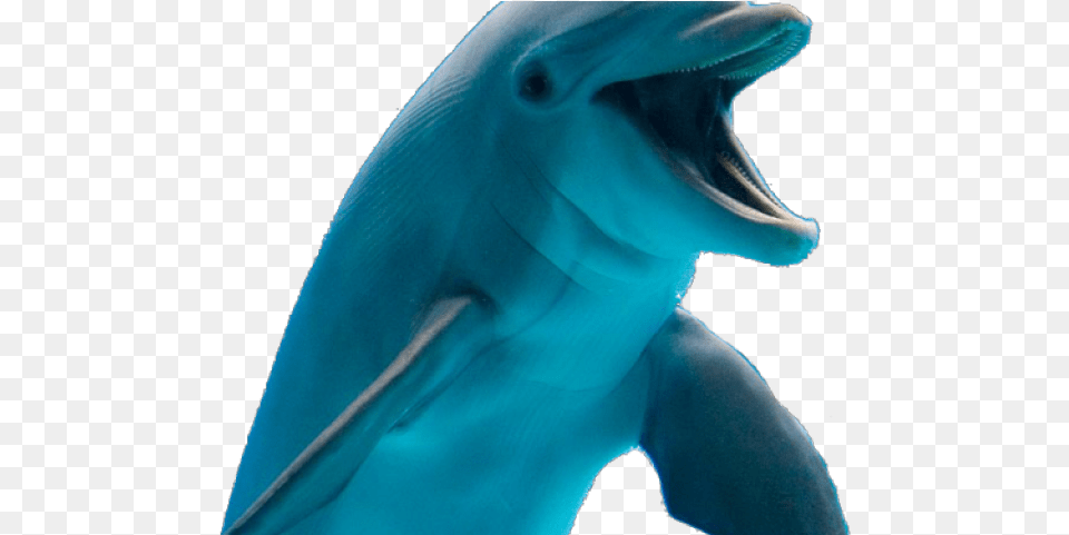 Dolphin Transparent Images Common Bottlenose Dolphin, Animal, Mammal, Sea Life, Fish Free Png