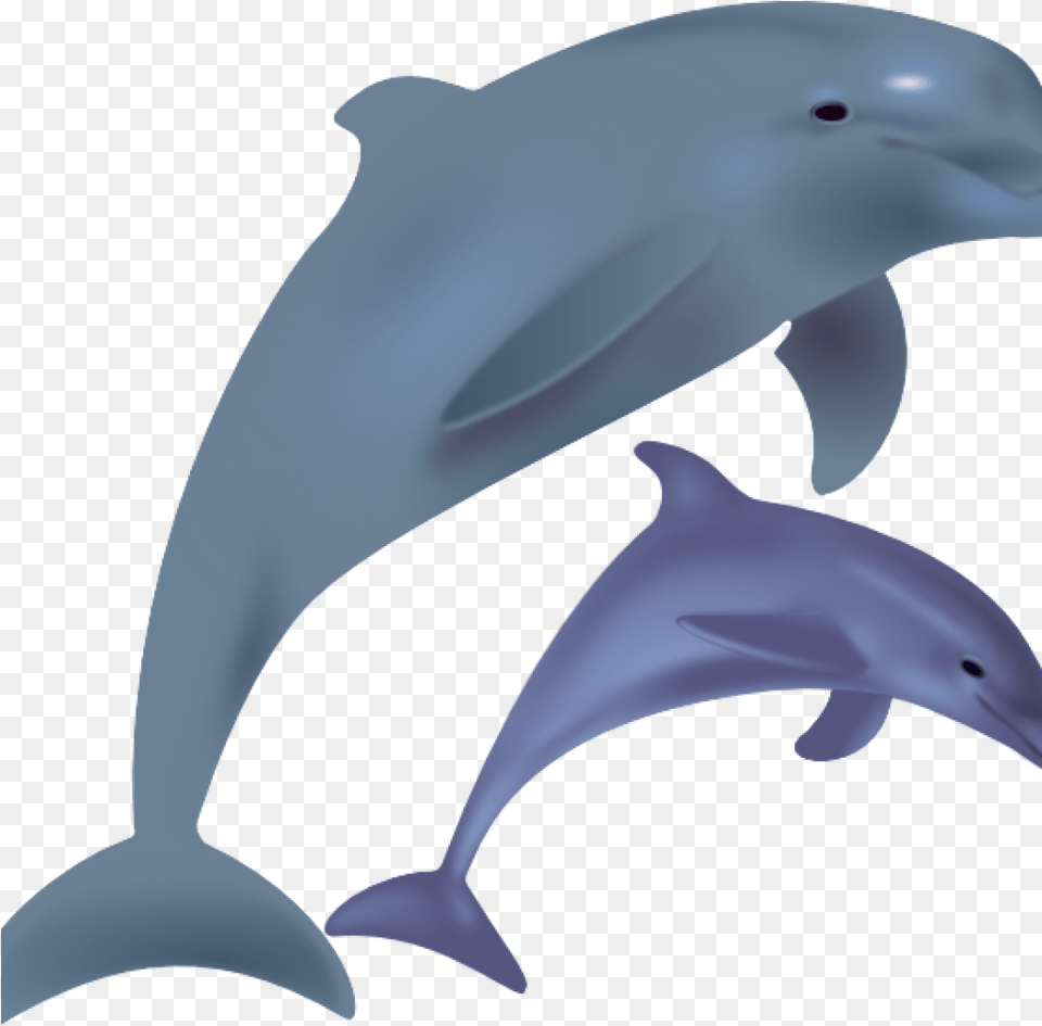 Dolphin Transparent Images Dolphin Clipart, Animal, Mammal, Sea Life, Fish Png