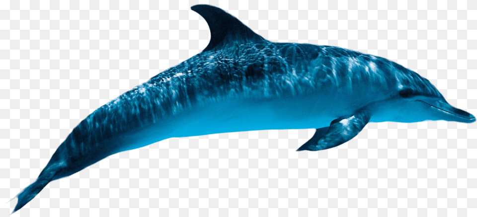 Dolphin Images Only, Animal, Mammal, Sea Life, Fish Free Transparent Png