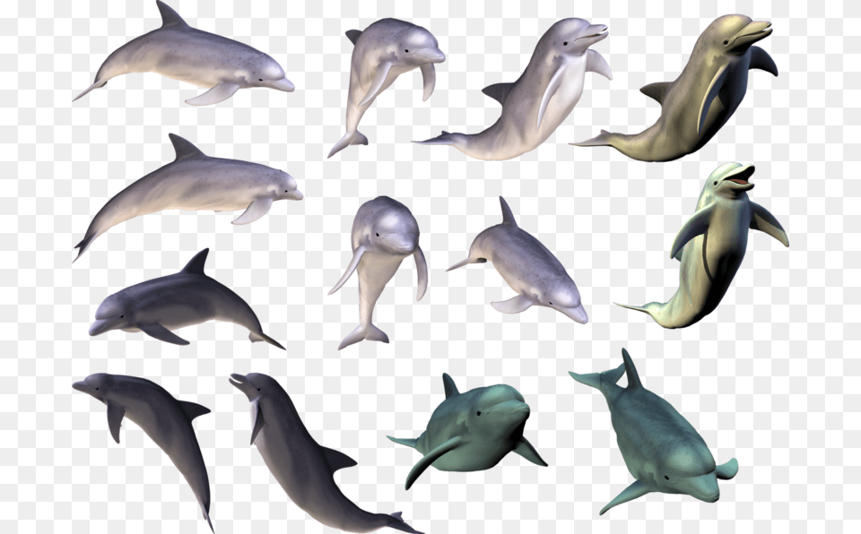 Dolphin Tricks Hd, Animal, Mammal, Sea Life, Bird Png