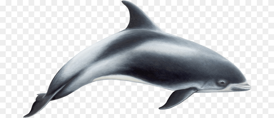 Dolphin White Beaked Dolphin, Animal, Mammal, Sea Life, Fish Free Transparent Png