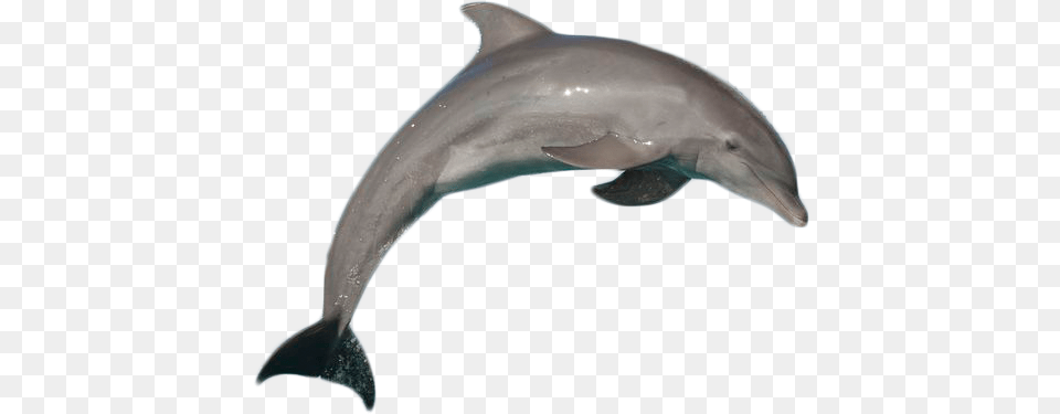Dolphin With No Background, Animal, Mammal, Sea Life, Fish Free Transparent Png