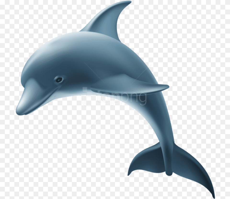 Dolphincommon Bottlenose Dolphinbottlenose Dolphinshort Dolphin Images, Animal, Mammal, Sea Life, Fish Png