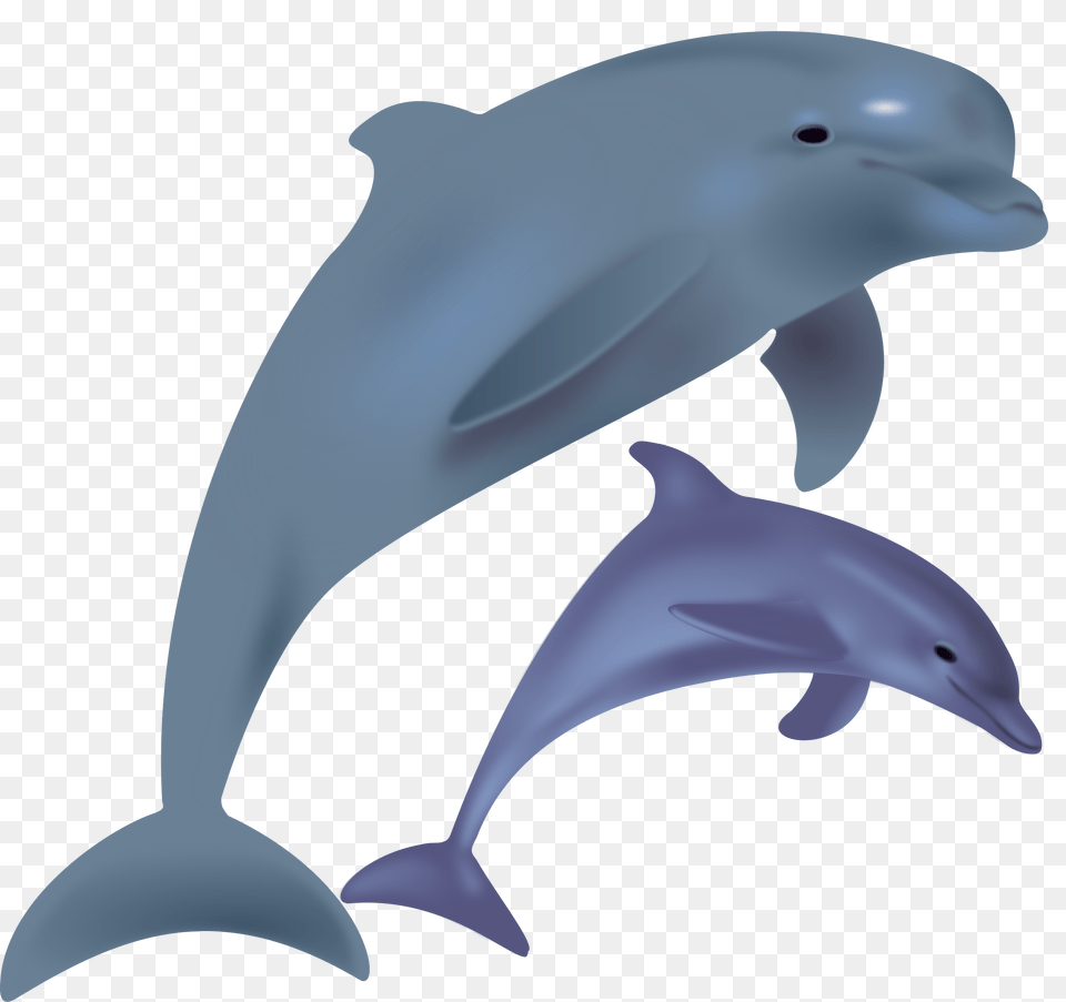 Dolphines Clipart Thing, Animal, Dolphin, Mammal, Sea Life Free Png