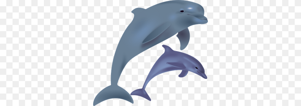 Dolphins Animal, Dolphin, Mammal, Sea Life Png Image